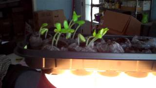 preview picture of video 'How to Start vegetable seeds indoors by a beekeeper or greenhorn'