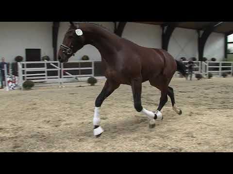 29. Mecklenburger Körtage - Kat.Nr. 26 Hengst v. San Amour