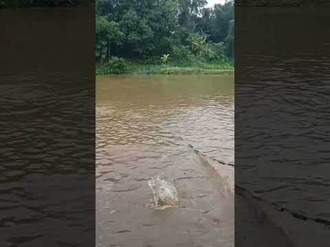 Ani pukhiri ahh ramma ni tini #jkhb #farming #sujay #nature #shortvideo