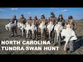 Hunting TUNDRA SWANS in North Carolina (Filled 8 Permits)