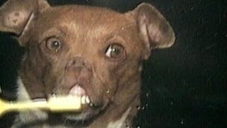 America's Funniest Home Videos - Criminal Critters and Anger Management