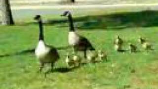 preview picture of video 'Canada Goose family out for a stroll, in Stoneham, MA ...'