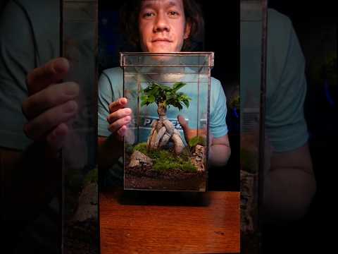 how to grow a bonsai in a terrarium
