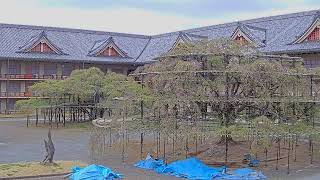 【LIVE配信】天理のシダレザクラ