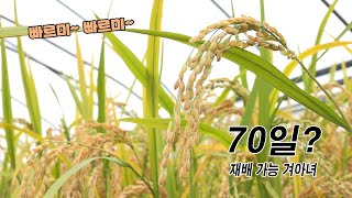 대한민국 최초 7월 햅쌀 '빠르미'