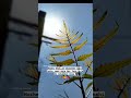 Roke Na Ruke Naina WhatsApp Status Insta Story Best Status Videos Peaceful Song Status Status