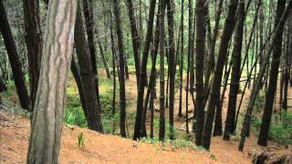 amour des feintes jane birkin.wmv