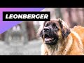 Leonberger 🐶 One Of The Biggest Dog Breeds In The World #shorts