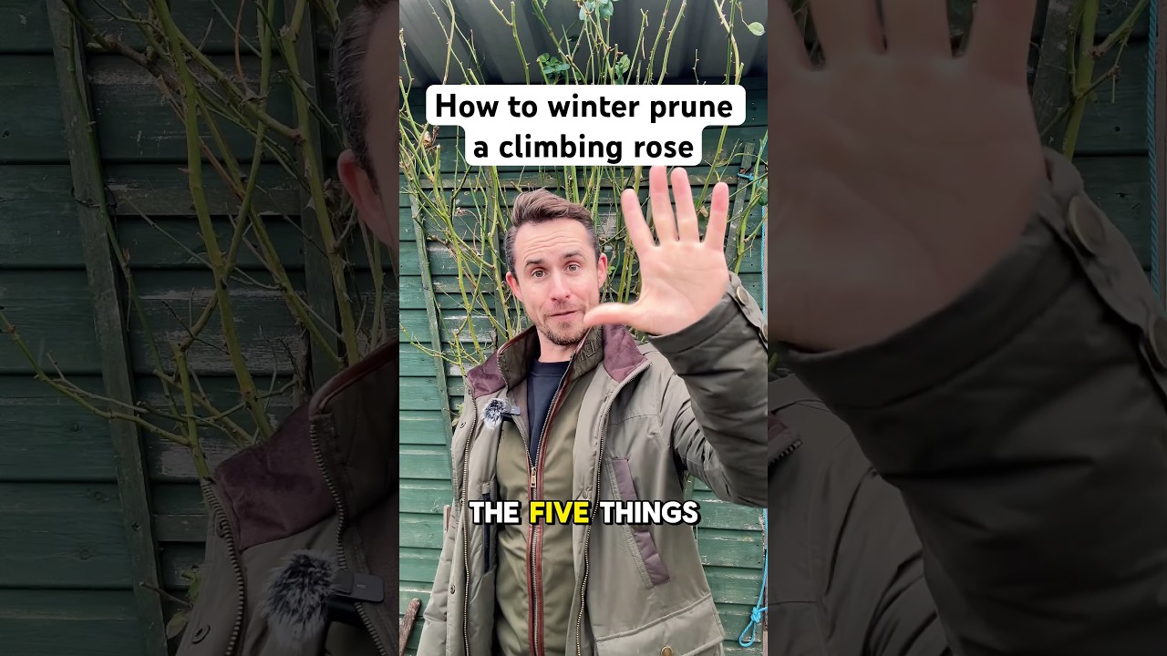 How to winter prune a climbing rose #gardening
