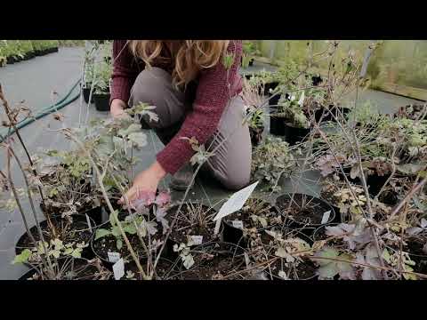 Aquilegia -  cutting back after flowering