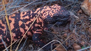 Gila Monster & Rabbits