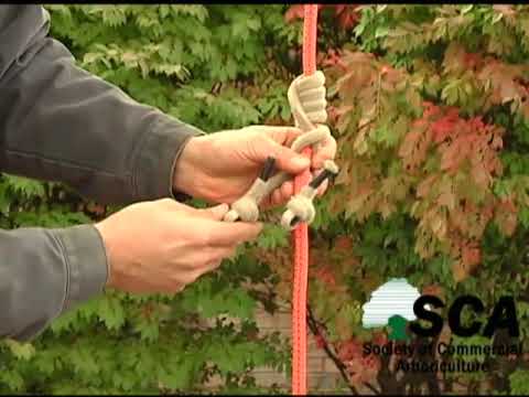 Valdotain tresse knot for tree workers