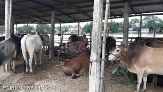 preview picture of video '#sylhet# Cattle Market,( Starting time. ) গরুর হাট।'