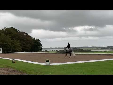 Lillesø’s Sezoo Sezuan/ Sandro Hit 5 års FVR