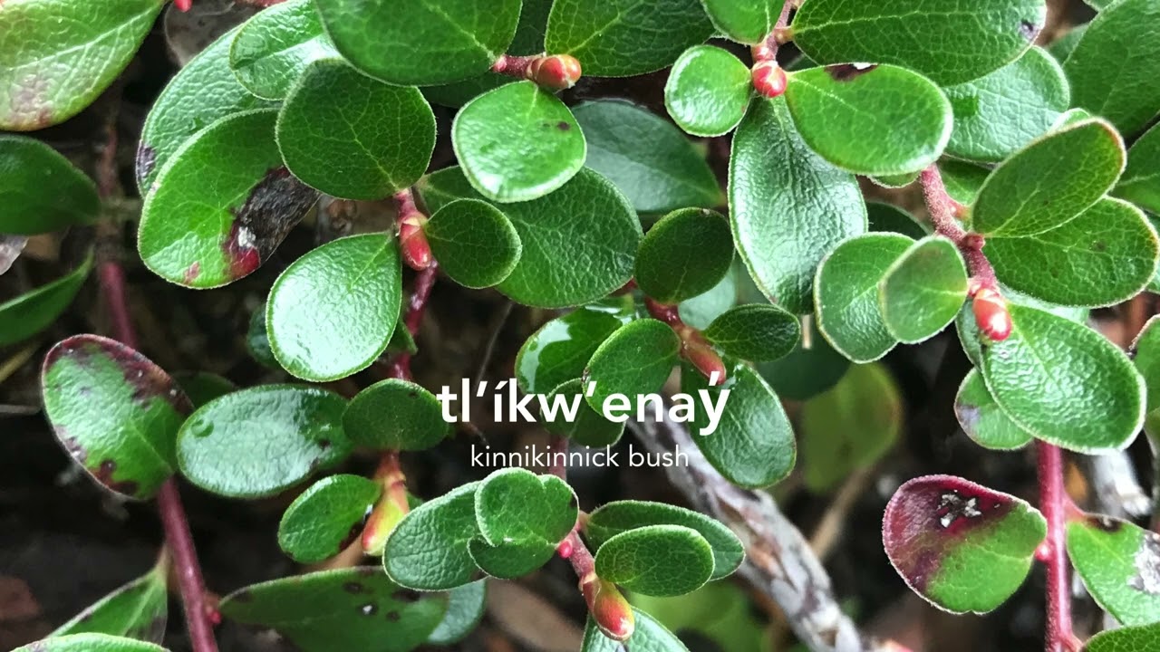 tl’íkw’enay̓ (kinnikinnick bush)