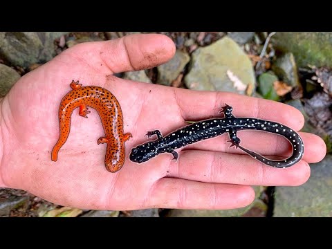 Hunting for RARE and COLORFUL Salamanders!