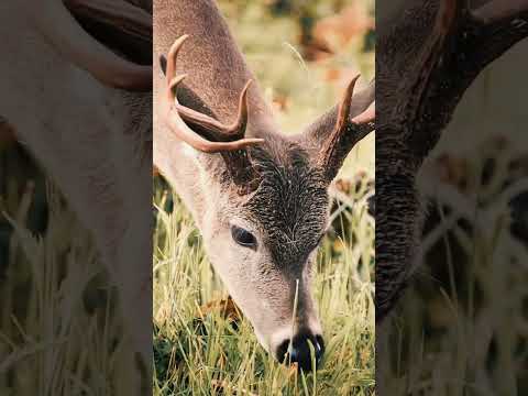 Territorio Brahma: Páramos sin filtro 🌫️