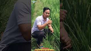 Download lagu #shorts nemu sarang burung Mandar batu dan telurnya banyak sekali mp3 Download lagu #shorts nemu sarang burung Mandar batu dan telurnya banyak sekali mp3