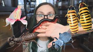 The Best *NON-VENOMOUS* Inverts ANYONE Can Keep!