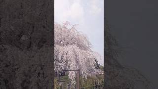 🇯🇵円山公園　満開の枝垂れ桜喧騒の中の静寂京都:八阪神社をまっすぐ抜けた先にある、自然豊かな公園#京都 #桜 #観光 #japan #japantravel