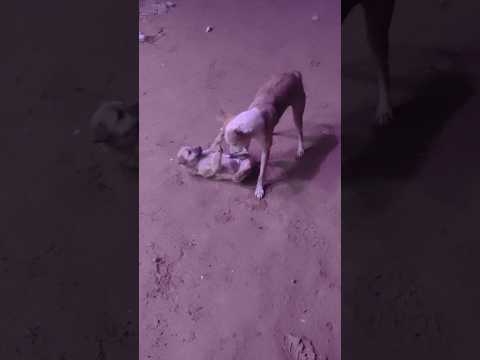 Baby Dog ki fight. मां के साथ खेलते हुआ बेबी डॉग.