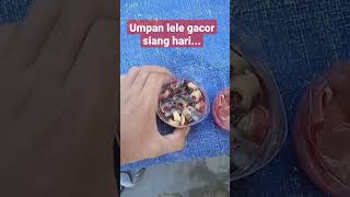 Download lagu umpan gacor lele kolam ampuh.. mp3 Download lagu umpan gacor lele kolam ampuh.. mp3