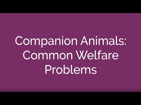 Companion Animals: Common Welfare Problems