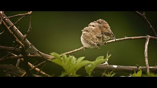 Whispers in the Woods / Le Chant des forêts (2025) - Trailer (English Subs)