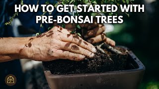 How to Care for Your BH Pre-Bonsai | What to Expect and How to Get Started