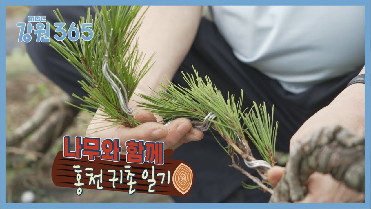 [강원365] 연리지와 목공예나무와 함께 홍천 귀촌 일기