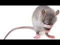 Stroomstoring: Rat - Liander (3-0)