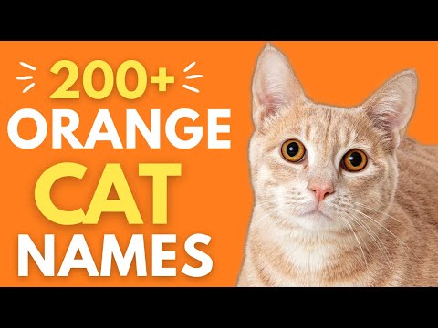200+ ORANGE Cat Names sure to STAND OUT! 🍊 | Boy & Girl Orange Cat Names