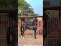 HORSE BIG DICK