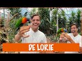 De Lories te eten geven! | DierenpraatTV