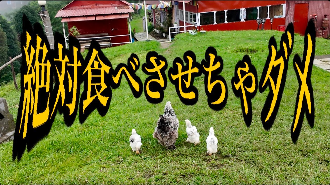 【2025年最新】にわとりに食べさせてはいけないもの最新バージョン