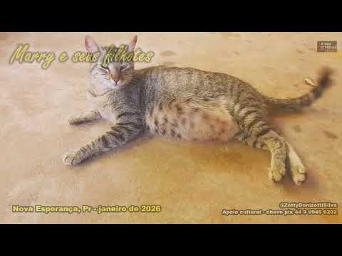 Marry e seus filhotes - Nova Esperança, Pr - janeiro de 2026 - @ZettyDonizettiSilva