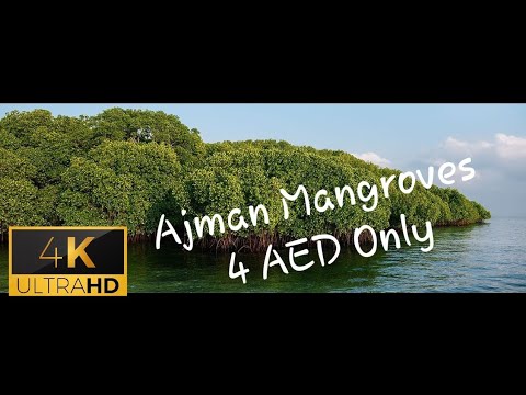 Boat Ride in Ajman Mangroves _ Al-Zorah Marina 1