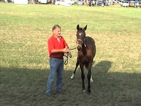 Kapuvári Lovasnapok ...a főnyeremény!!!!!!!!