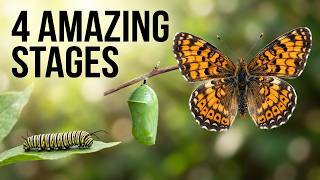 Butterfly Life Cycle | Four Stages of Transformation