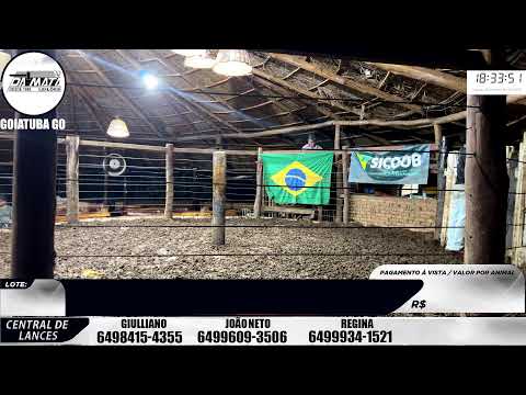 Leilão de gado em Goiatuba Goiás,  08/11/2025 - Mata Preta  Leilões - 14:00 Hs