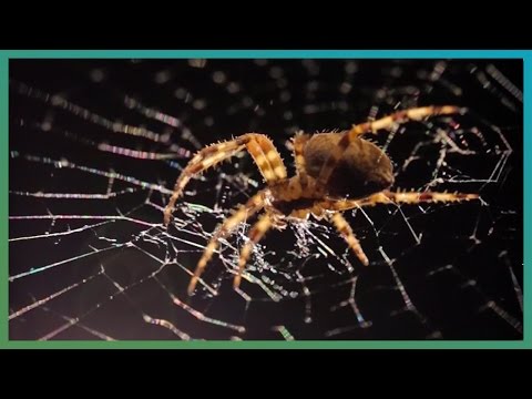 Как паякът плете своята паяжина