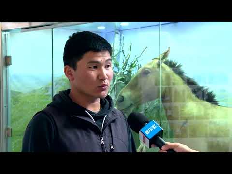 , title : 'Jumlah kuda Przewalski yang terancam punah di Mongolia tembus 1.000 ekor'