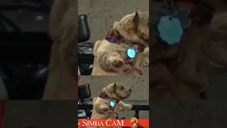 Simba Cam hits Baltimore! ????