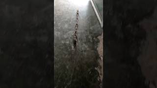 Funny Rat Train 😄😄😄 #shorts #viral #rat #train #trending