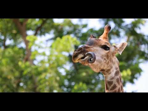 Amazing Wildlife of Botswana - 4K Nature Documentary Film (with music) wildlife animal Nature