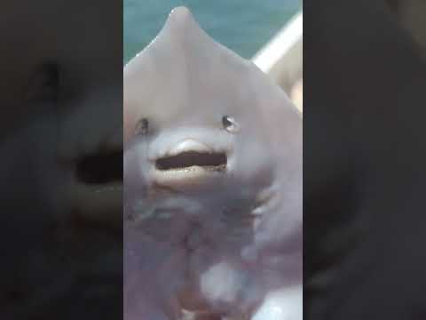 gülen balık vatoz balığı