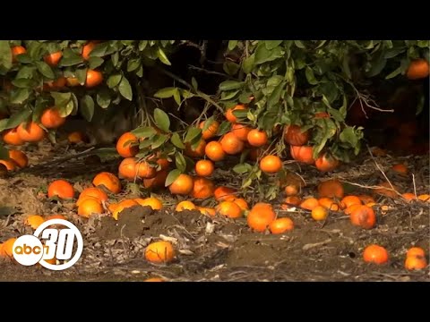 Average California Rainfall