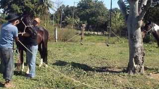 preview picture of video 'cavalo mangalarga machador cruzando rio de janeiro'