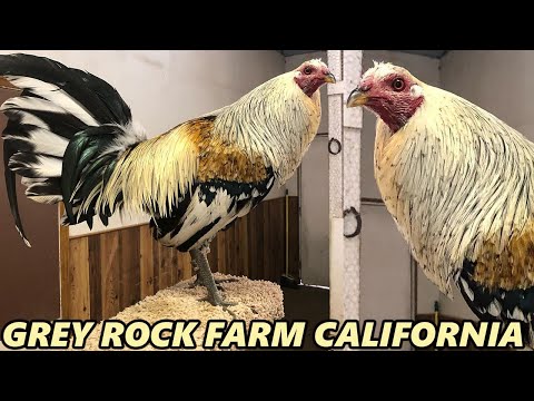 Pure Albany Chocolate Grey Roundhead GREY ROCK FARM California Beautiful Birds Farm Visit