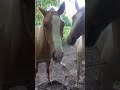 Poulain Pie Palomino de 2024